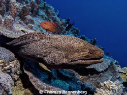 Giant Moray Eel (Gymnothorax javanicus)

Sea&Sea DX-1G,... by Thomas Bannenberg 